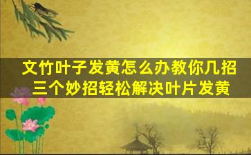 文竹叶子发黄怎么办教你几招 三个妙招轻松解决叶片发黄